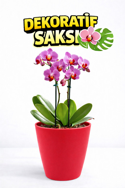 plant-home Dekoratif Saksı 12,5 cm | Canlı Kırmızı Renk | 1,25 Litre | Orkide...