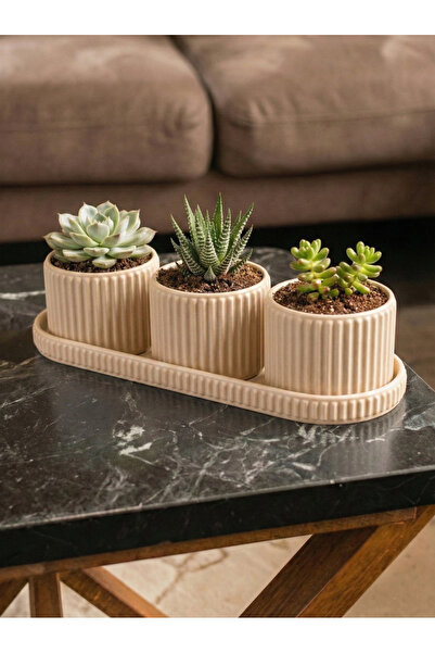 Maker Deha 3'lü Tepsili Sukulent ve Kaktüs Saksı Seti - Modern Fitilli Tasarı...