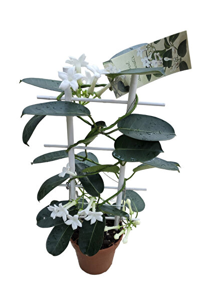 Ernaz Bitki Dünyası Madagaskar Yasemini (Stephanotis floribunda)