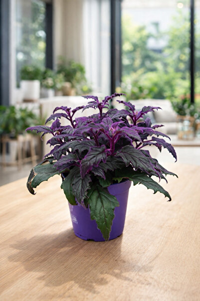 SUKULENTİSTANBUL Gynura Aurantiaca | Mor Kadife Çiçeği (İthal) 12cm üretim sa...