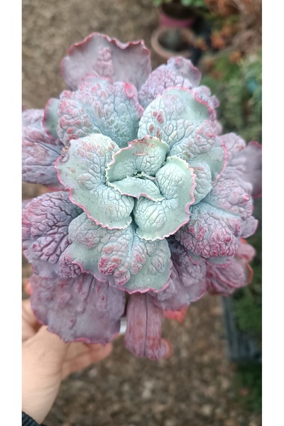 PLANTİS BOTANİK Echeveria linguas 12 cm saksılı sukulent