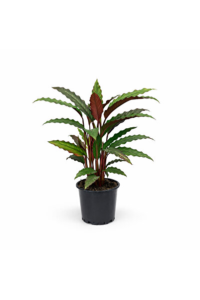 gardenkoala Kalatya Rufibarba – Calathea rufibarba – 17 cm Saksı