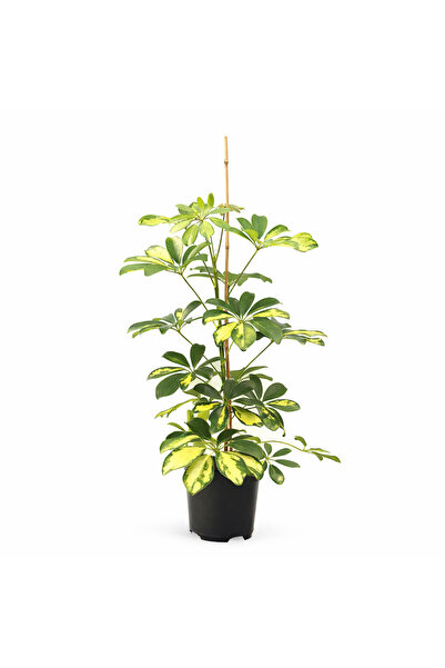 gardenkoala Şeflera – Schefflera arboricola – 17 cm Saksı