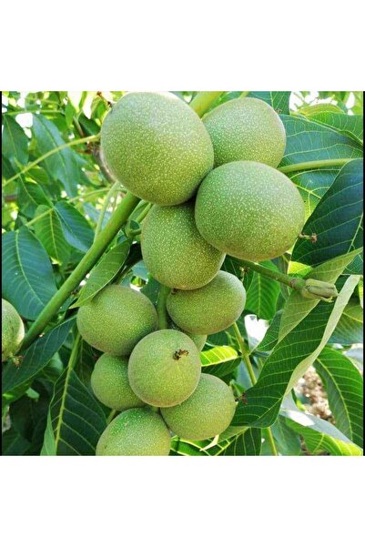 AFYONDOĞAPEYZAJ YÜKSEK VERİMLİ 2 YAŞ AŞILI SERTİFİKALI FERNOR SALKIM CEVİZ Fİ...