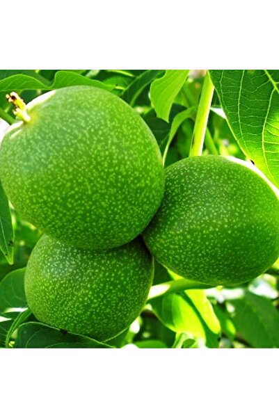 AFYONDOĞAPEYZAJ YÜKSEK VERİMLİ TOZLAYICI 2 YAŞ AŞILI SERTİFİKALI RONDE de Mon...