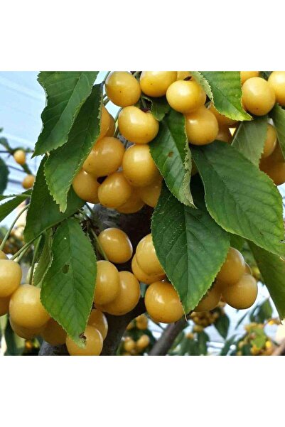 AFYONDOĞAPEYZAJ 2 YAŞ AŞILI TOZLAYICI STARKS GOLD BEYAZ KİRAZ FİDANI AÇIK KÖK