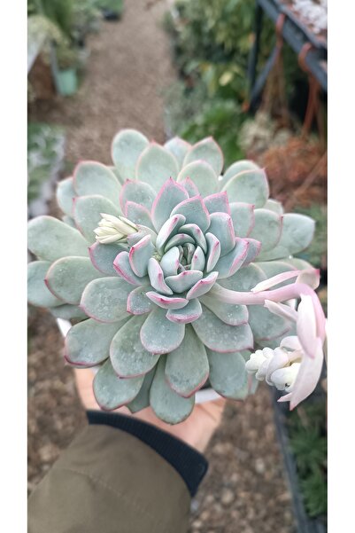 PLANTİS BOTANİK Echeveria Apus 12 cm saksılı sukulent