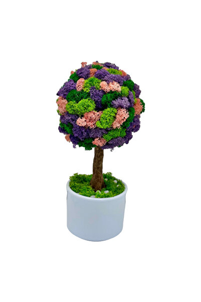 Eventissimi Aranjament floral, 15 cm, licheni stabilizați, vas ceramic, multi...