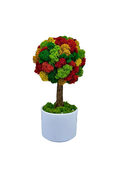 Eventissimi Aranjament floral, 14 cm, licheni stabilizați, vas ceramic, multi...