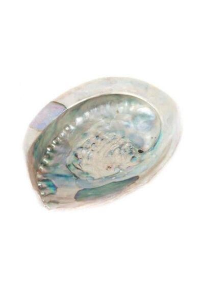 OEM Abalone Shell Haliotis Midae, 10-12 cm