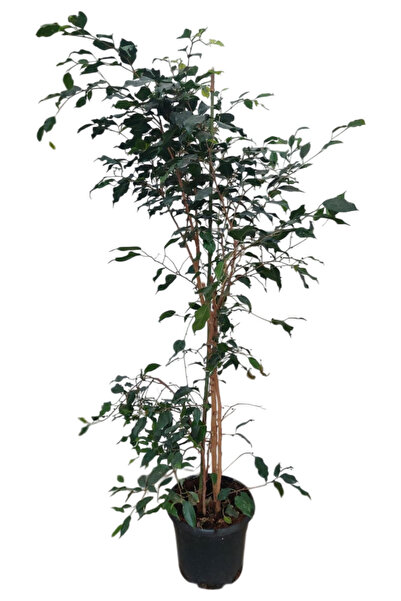 Ficus benjamina - Benjamin İç Mekan Bitkisi 90-120cm