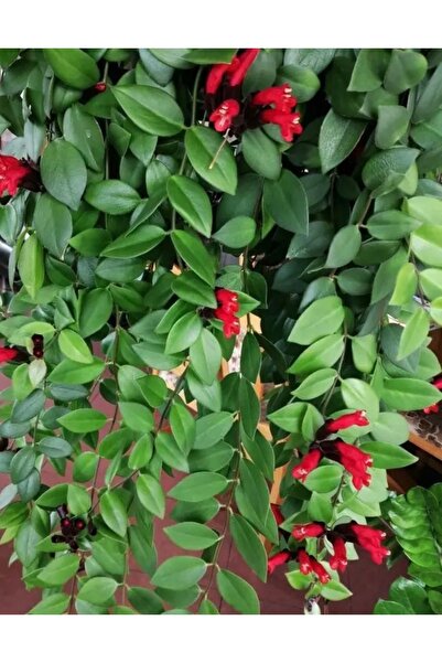 Arslanfidan Ruj Çiçeği 40-60 cm ( Aeschynanthus Radicans )