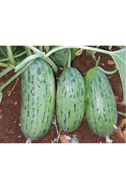 prestijiseed 50 Adet Badem Acur Tohumu