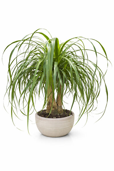Ernaz Bitki Dünyası Nolina (Ponytail Palm – Fil Ayağı Bitkisi) | 100-120 cm Ç...