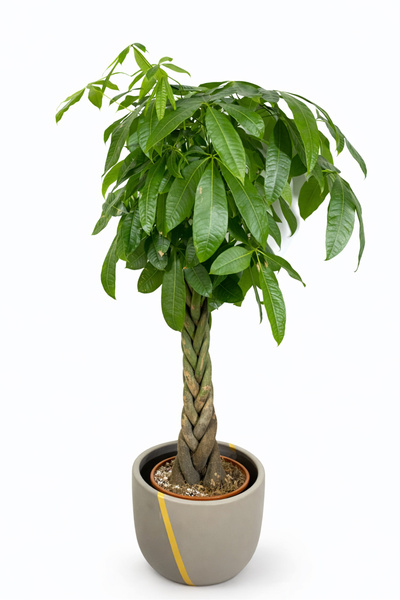 Ernaz Bitki Dünyası Pachira Aquatica (Money Tree – Para Ağacı) | 21 cm Saksı ...