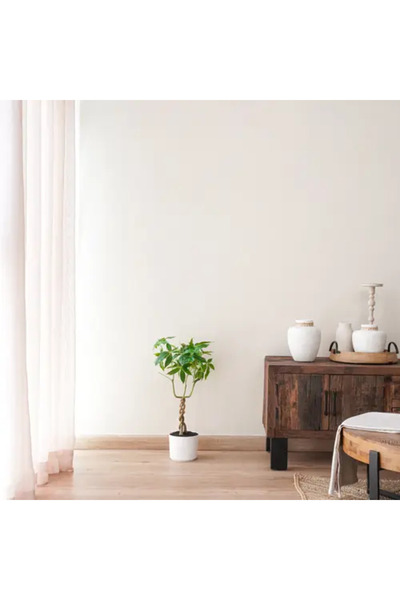 Generic Fortune Tree - Height 60 cm