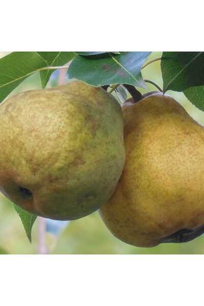 AFYONDOĞAPEYZAJ 3 YAŞ TÜPLÜ DEVECİ ARMUT FİDANI KIŞLIK