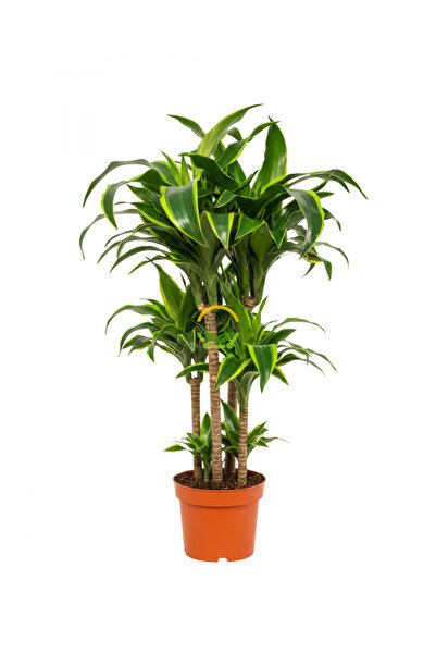 FİDAN SEPETİM Dracaena Fragrans Dorado Bitkisi XL Boy