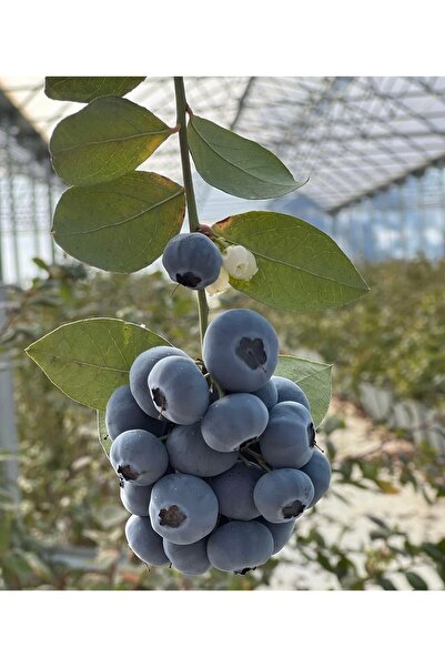 ALANYADAN TROPİKAL Yerli Yaban Mersini 125gr Premium Blueberry (Duble)