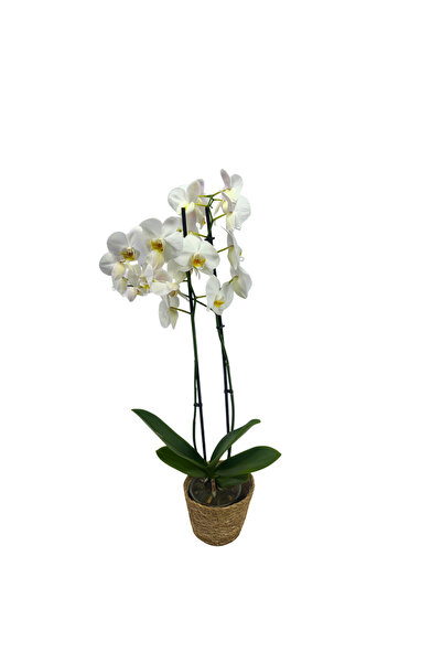 ERNAZ Orkide – Phalaenopsis | Beyaz Renk Canlı Saksı Çiçeği | Ev & Ofis İç Me...