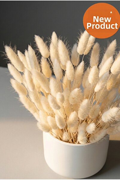 Massaltay عشبة القطن الطبيعية، 1 باقة من أغصان القطن المجففة، زهرة جافة للزينة