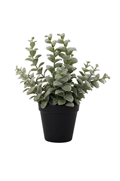 Yargıcı Saksı bitki (28x20 Cm)