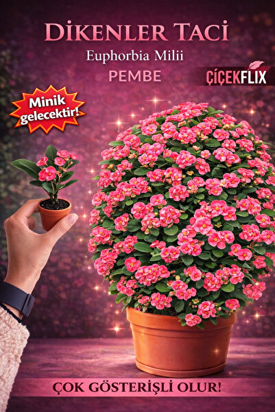 ÇİÇEKFLİX İç mekan bitkisi ev ve balkonda bakılır cins  pembe  euphorbia taç ...
