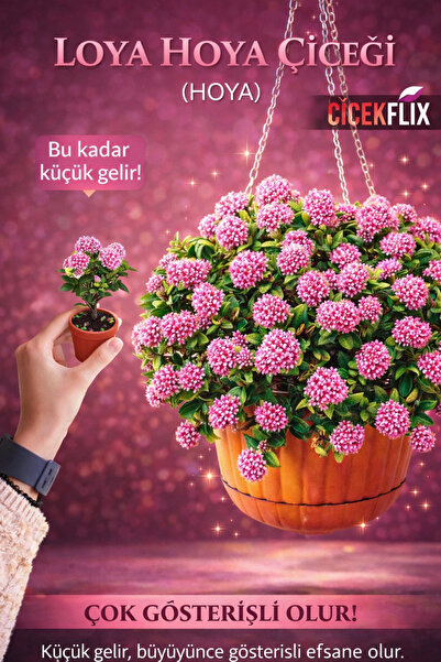 ÇİÇEKFLİX Loya hoya çiçeği   springtime uzayan sarkan cins   minik 5.5cm