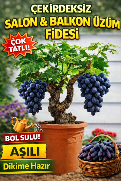ÇİÇEKFLİX Salon Ve Balkonda Yetişen Üzüm Fidesi Açık Kök 35-45cm