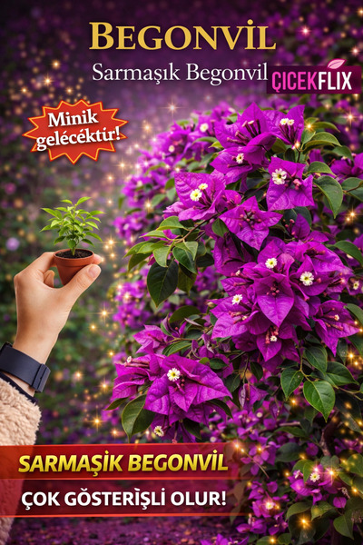 ÇİÇEKFLİX Begonvil Sarmaşık Soğuklara En Dayanıklı Tür Mini Boy 20-25cm /şuan...