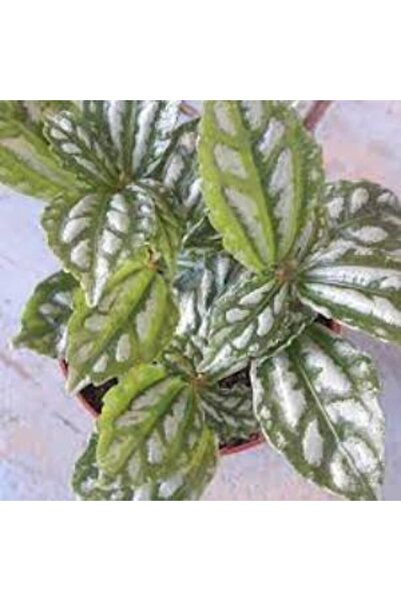Genel Markalar Karyağdı Begonya Gümüş Begonya 10-20 cm