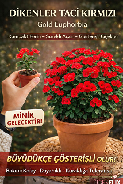 ÇİÇEKFLİX Koyu Kırmızı Dikenler Tacı Euphorbia Milli 15-20cm