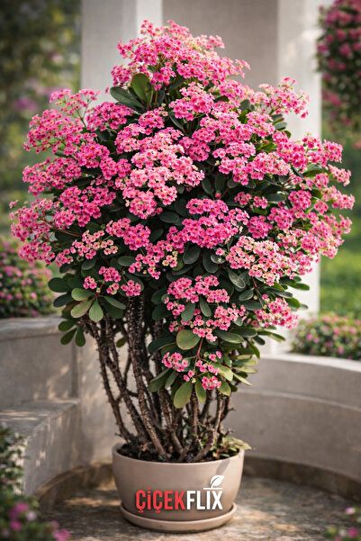 ÇİÇEKFLİX TAÇ  ÇİÇEĞİ  PEMBE AŞILI BÜYÜYEN CİNS  BAHÇE VE BALKON ÇİÇEĞİ MİNİK...
