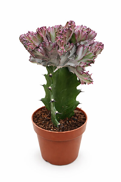 Ernaz Bitki Dünyası Euphorbia Lactea Cristata (Mercan Kaktüs)