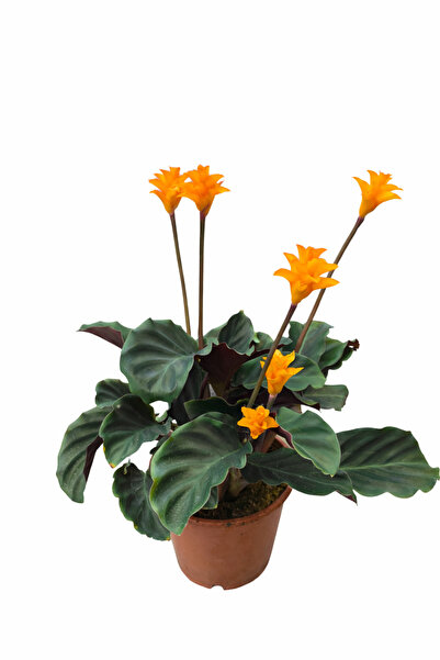Ernaz Bitki Dünyası Calathea Crocata (Dua Çiçeği) Canlı Ev & Ofis İç Mekan Bi...