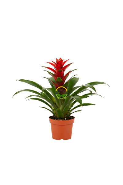 FİDAN SEPETİM Kırmızı Guzmanya Çiçeği