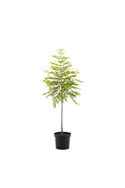 FİDAN SEPETİM 2 Yaş Mimoza Ağacı Fidanı - Gümüşi akasya (Acacia dealbata)