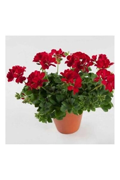 OSEDYA GARDEN Sardunya Çiçeği Fidanı Karışık Renk 1 Adet 10-20 cm