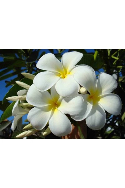 Monoi Tiki Tahiti FRANGIPANIE 120ml