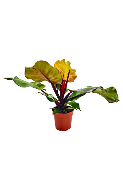 ERNAZ Philodendron Prince of Orange İç Mekan Bitkisi | 12 Cm Saksıda Masa Boyu