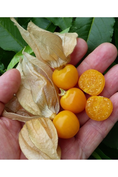 Tropik Dükkanım Dalından Taze Altın Çilek (Yer Kirazı) 110gr