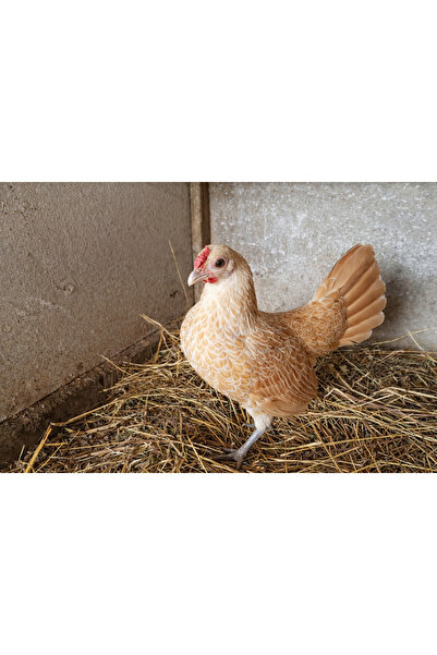 KARACAN SÜS TAVUKLARI VE YUMURTA 12 ADET BUFF ZİBRİT KULUÇKALIK YUMURTA