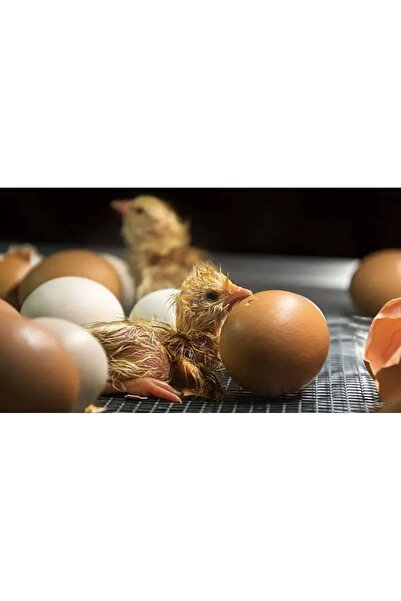 RT Incubator Hatcher 51 Eggs Chicken Poultry Automatic Turn Temperature + Hum...
