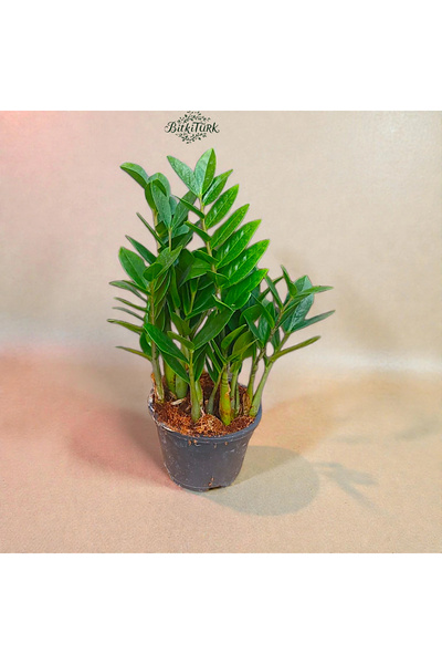 BitkiTÜRK Dolgun ve Bol Köklü İthal Zeze Zamioculcas|BitkiTÜRK Özel Seçim