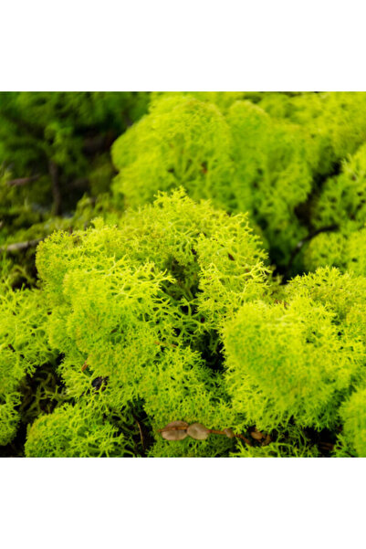 trendbahce Reindeer moss LİME green şoklanmış norveç yosunu (30GR)