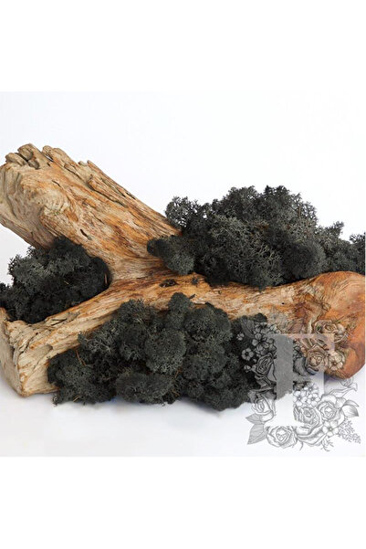 trendbahce Reindeer moss BLACK(SİYAH) şoklanmış norveç yosunu (50GR)