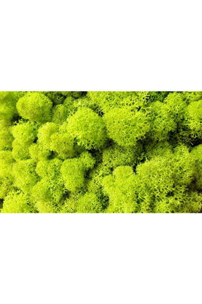 trendbahce Reindeer moss LİME green şoklanmış norveç yosunu (30GR)