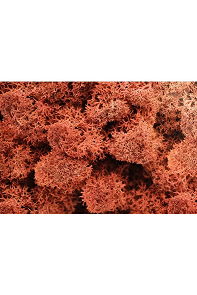 trendbahce Reindeer moss SİENA şoklanmış norveç yosunu (30GR)