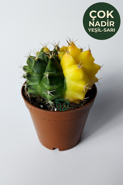Toptan Kaktüs Gymnocalycium Yellow Marble özel seri koleksiyon kaktüs 5.5 cm