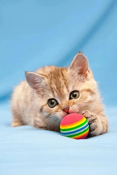 obrigado Special Design Rainbow Sponge Cat Dog Chewing Play Exercise Ball 2 P...